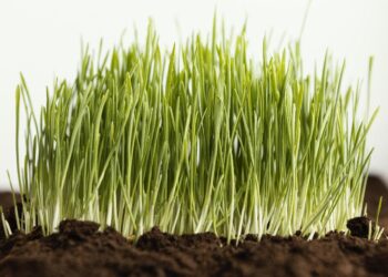 Топырақ ылғалының артық болуынан сақтандыру