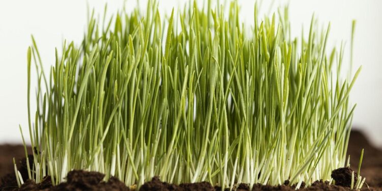 Топырақ ылғалының артық болуынан сақтандыру