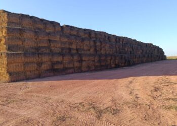 41 млн тоннадан астам мал азығы дайындалды