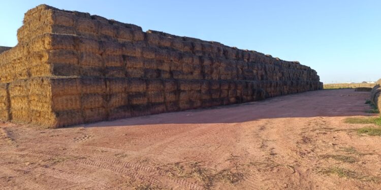 41 млн тоннадан астам мал азығы дайындалды