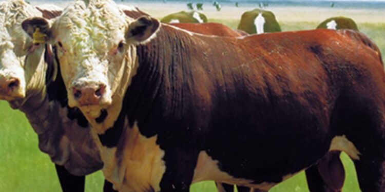 Қазақтың ақбас сиыр тұқымы