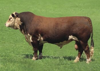 Герефорд сиыр тұқымы