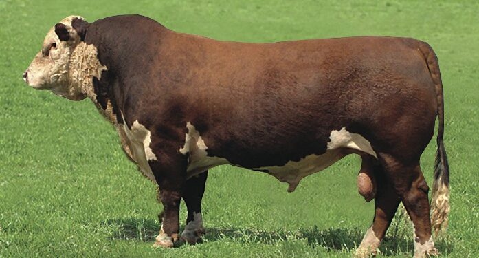 Герефорд сиыр тұқымы