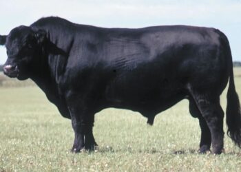 Ангус сиыр тұқымы