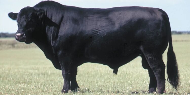 Ангус сиыр тұқымы