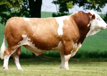 Симментал сиыр тұқымы