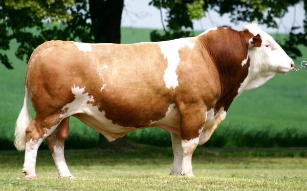 Симментал сиыр тұқымы