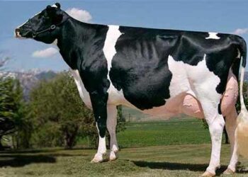 Жетілген брюнеткалардың секс видеолары