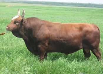 Қалмақ сиыр тұқымы