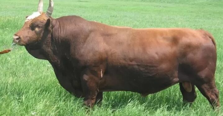 Қалмақ сиыр тұқымы