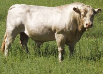 Әулиекөл сиыр тұқымы