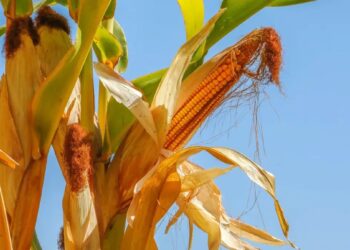 Жетісулық жүгері өсірушілер дабыл қақты