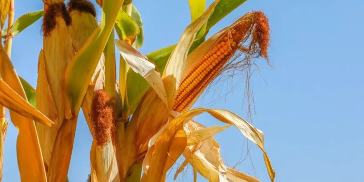 Жетісулық жүгері өсірушілер дабыл қақты