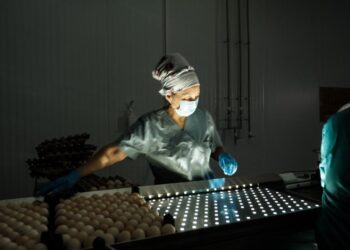 30 млн жұмыртқаға арналған инкубатор іске қосылды