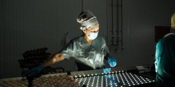 30 млн жұмыртқаға арналған инкубатор іске қосылды