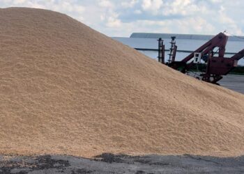 Қазақстан жаңа нарықтарға 4 млн тоннаға дейін астық экспорттай алады