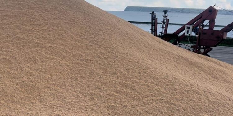 Қазақстан жаңа нарықтарға 4 млн тоннаға дейін астық экспорттай алады