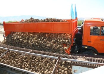 Қызылшаны қант зауыттары толық қабылдайтын болады