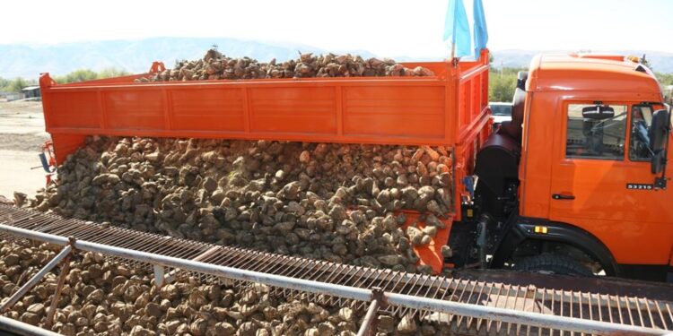 Қызылшаны қант зауыттары толық қабылдайтын болады