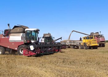 Павлодар облысы астық жинаудан рекордтық көрсеткішке жетті