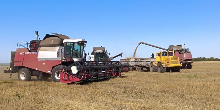 Павлодар облысы астық жинаудан рекордтық көрсеткішке жетті