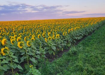 Қазақстанның астығы мен майлы дақылдарына Ресей шектеу қойды