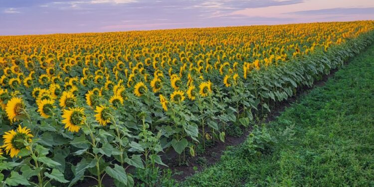 Қазақстанның астығы мен майлы дақылдарына Ресей шектеу қойды