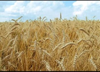 Қазақстанның астығы мен майлы дақылдарына Ресей шектеу қойды