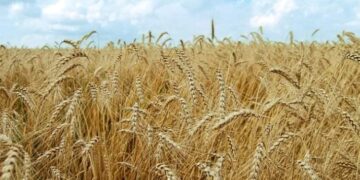 Қазақстанның астығы мен майлы дақылдарына Ресей шектеу қойды