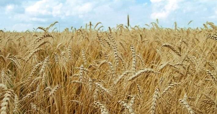 Қазақстанның астығы мен майлы дақылдарына Ресей шектеу қойды