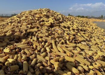 Панфилов ауданы 170 мың тонна жүгері жинауды жоспарлап отыр