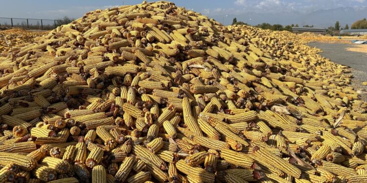 Панфилов ауданы 170 мың тонна жүгері жинауды жоспарлап отыр