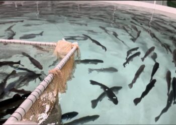 Биыл Арал ауданында 7400 тонна балық ауланады