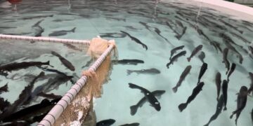 Биыл Арал ауданында 7400 тонна балық ауланады