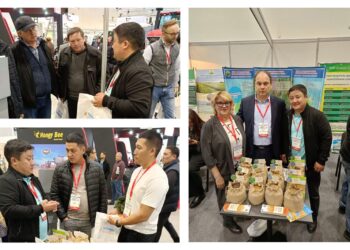 Фермерлер жаңа бидай сортына қызықты