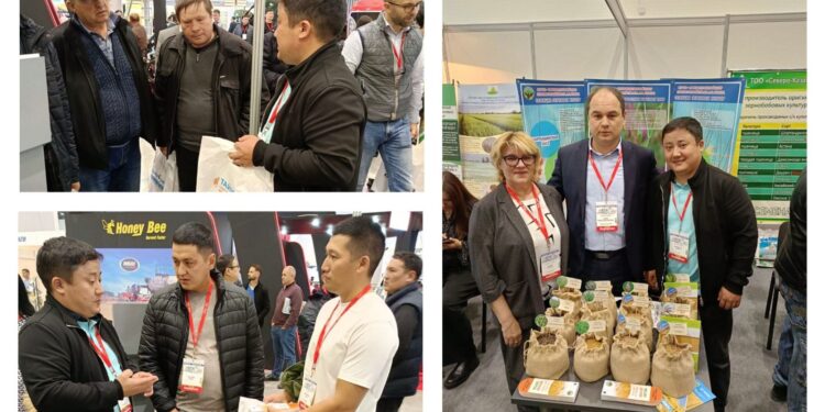 Фермерлер жаңа бидай сортына қызықты