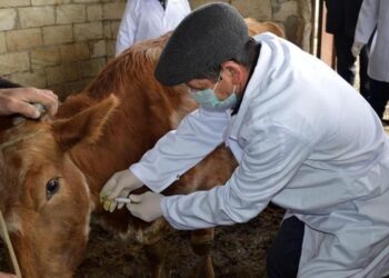 Атыраудағы мал базарында өлген сиырдан сібір жарасы анықталды