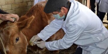 Атыраудағы мал базарында өлген сиырдан сібір жарасы анықталды