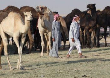 Катарлық инвестор Түркістан облысында түйе өсірмек