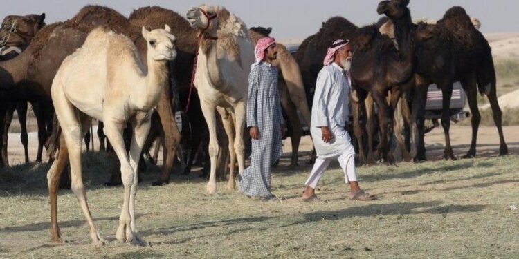 Катарлық инвестор Түркістан облысында түйе өсірмек