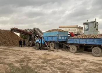 Көксу қант зауыты тәулігіне 4 мың тонна қант қызылшасын қабылдайды