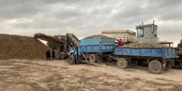 Көксу қант зауыты тәулігіне 4 мың тонна қант қызылшасын қабылдайды