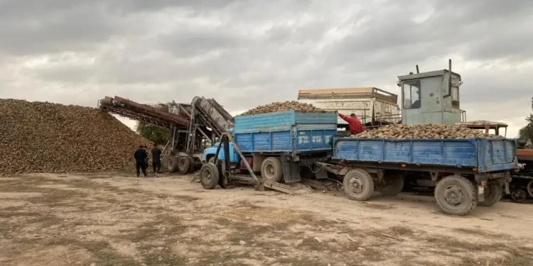 Көксу қант зауыты тәулігіне 4 мың тонна қант қызылшасын қабылдайды