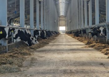 СҚО-да жаңа тауарлы сүт фермасы іске қосылды