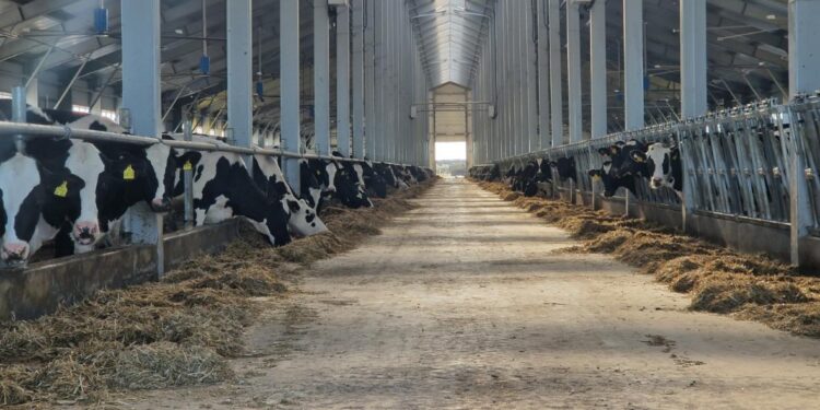 СҚО-да жаңа тауарлы сүт фермасы іске қосылды