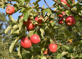 Апорт алмасын қайта жаңғырту жобасы бекітілді