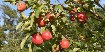 Апорт алмасын қайта жаңғырту жобасы бекітілді