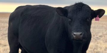 Палата «Ангус» тұқымын бағалау жұмыстарын жүргізіп жатыр