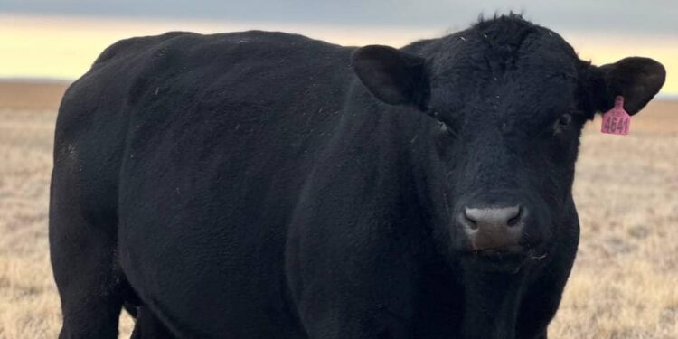 Палата «Ангус» тұқымын бағалау жұмыстарын жүргізіп жатыр