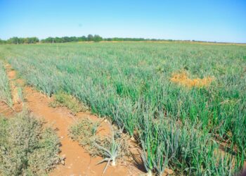 Алматы облысындағы ауылда 17 мың тонна пияз жиналды